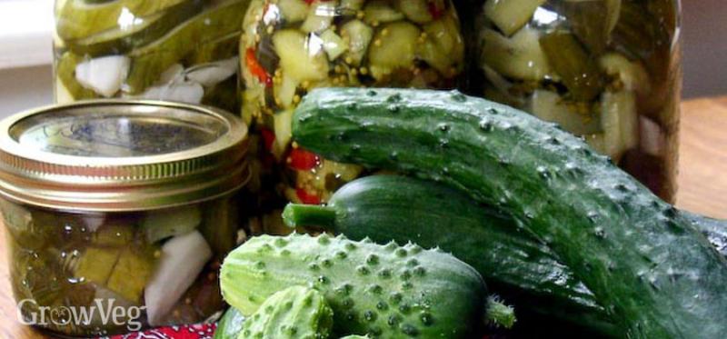 Fresh Ingredients for Bread and Butter Pickles