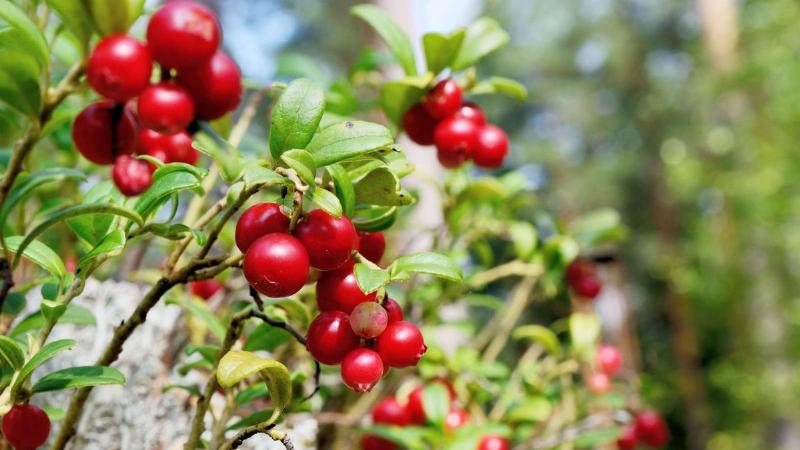 Choosing the Right Cranberries