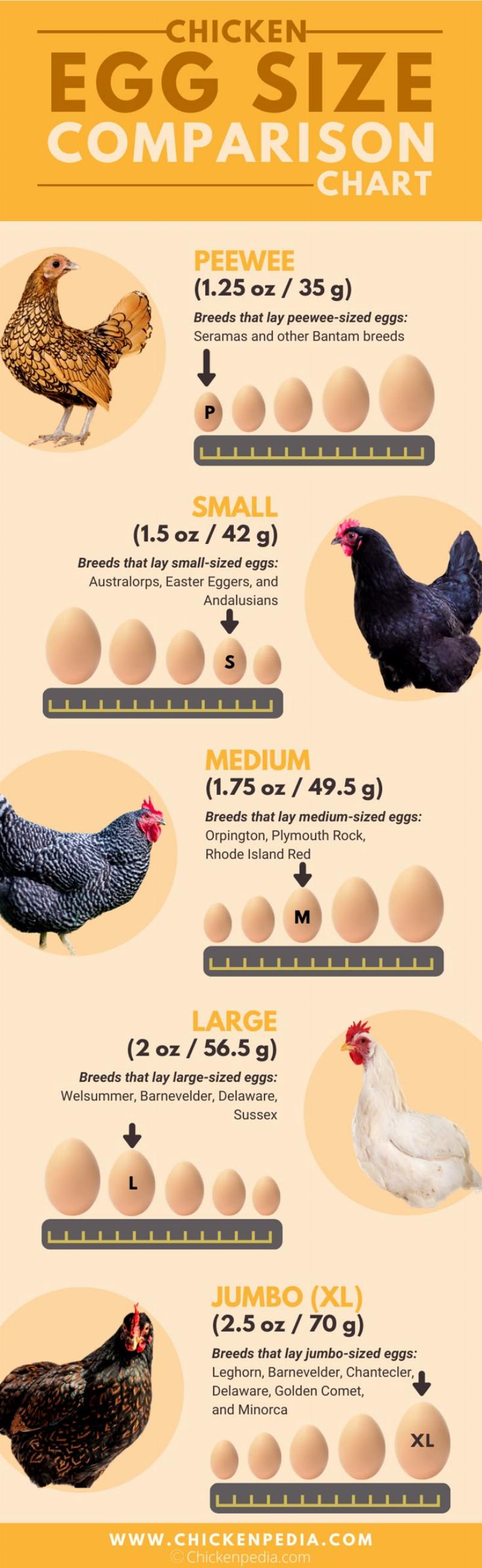 Egg Size Comparison Chart