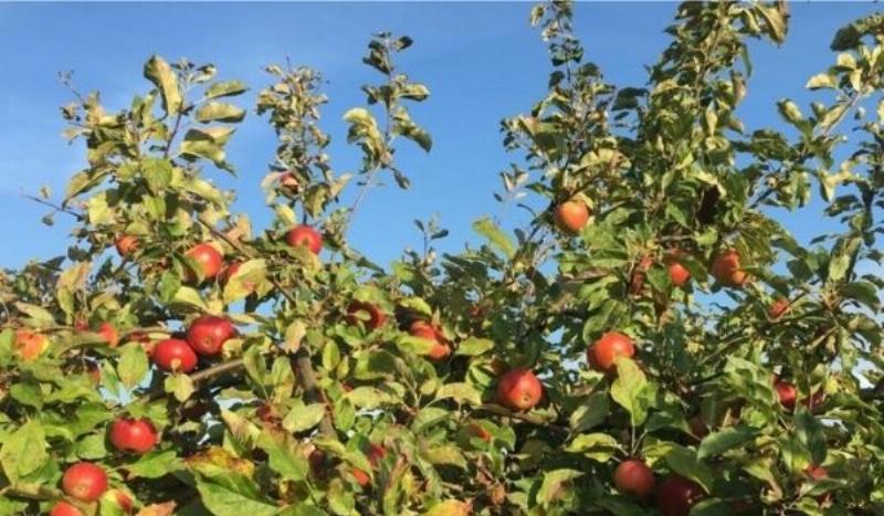 Preparing Apples for Apple Cookies