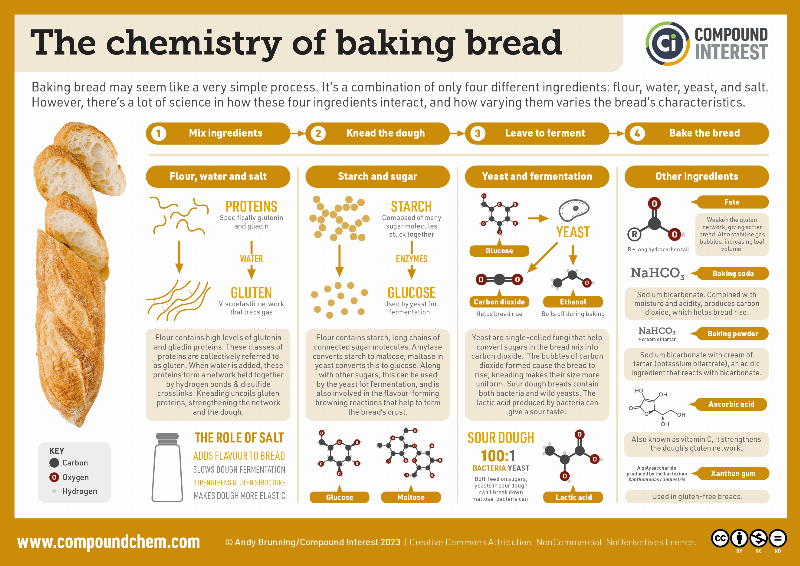 The Science Behind Bread Fermentation and Yeast Activity