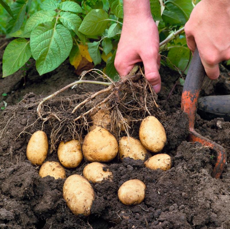 Yukon Gold Potato for Versatile Baking